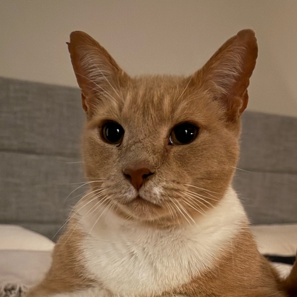 Meet your Posher, Rachel - Picture 1 of 1